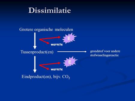 Dissimilatie Grotere organische moleculen E Tussenproduct(en) E