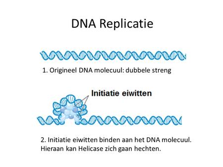 DNA Replicatie 1. Origineel DNA molecuul: dubbele streng