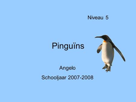 Niveau 5 Pinguïns Angelo Schooljaar 2007-2008.