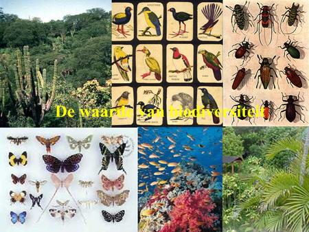 De waarde van biodiversiteit. De milieuproblemen worden steeds groter, ook het besef, dat we als maatschappij ook afhankelijk zijn van Biodiversiteit,