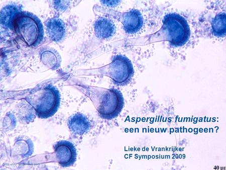 Aspergillus fumigatus: een nieuw pathogeen