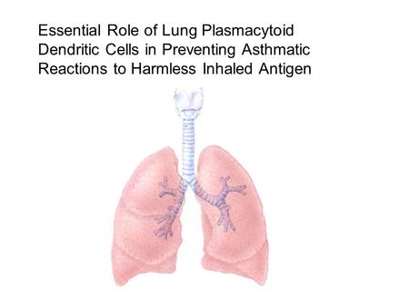 Essential Role of Lung Plasmacytoid Dendritic Cells in Preventing Asthmatic Reactions to Harmless Inhaled Antigen.