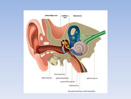 Het buitenoor 10. Vraag (bladzijde 15) Het middenoor met de gehoorbeentjes.