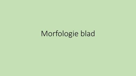 Morfologie blad.