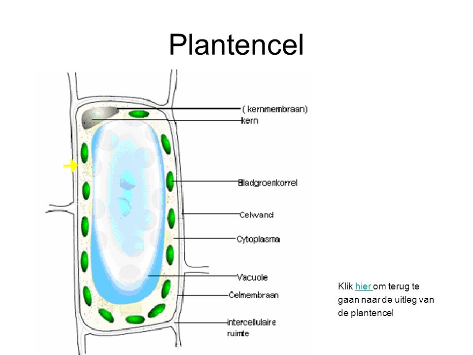 Plantencel Klik hier om terug te gaan naar de uitleg van de plantencel