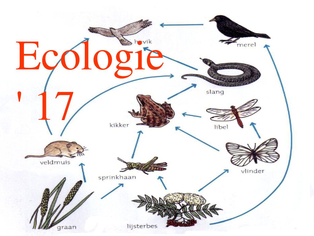 Ecologie 17