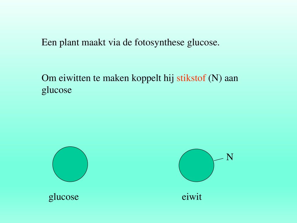 Een plant maakt via de fotosynthese glucose.