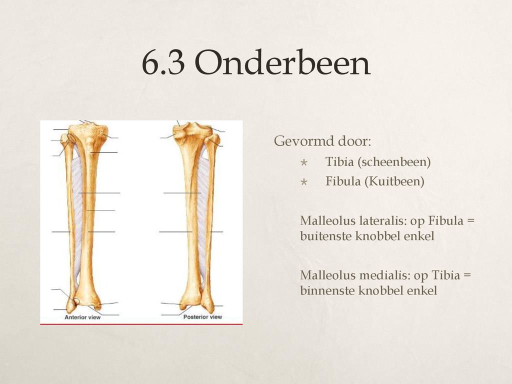 6.3 Onderbeen Gevormd door: Tibia (scheenbeen) Fibula (Kuitbeen)