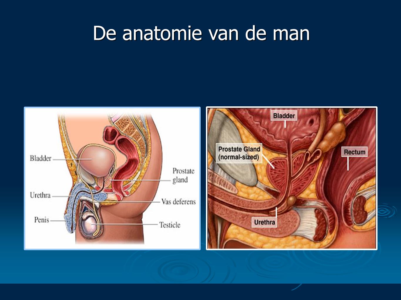 De anatomie van de man