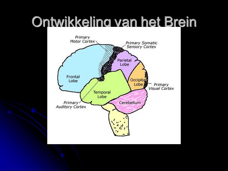 Ontwikkeling van het Brein