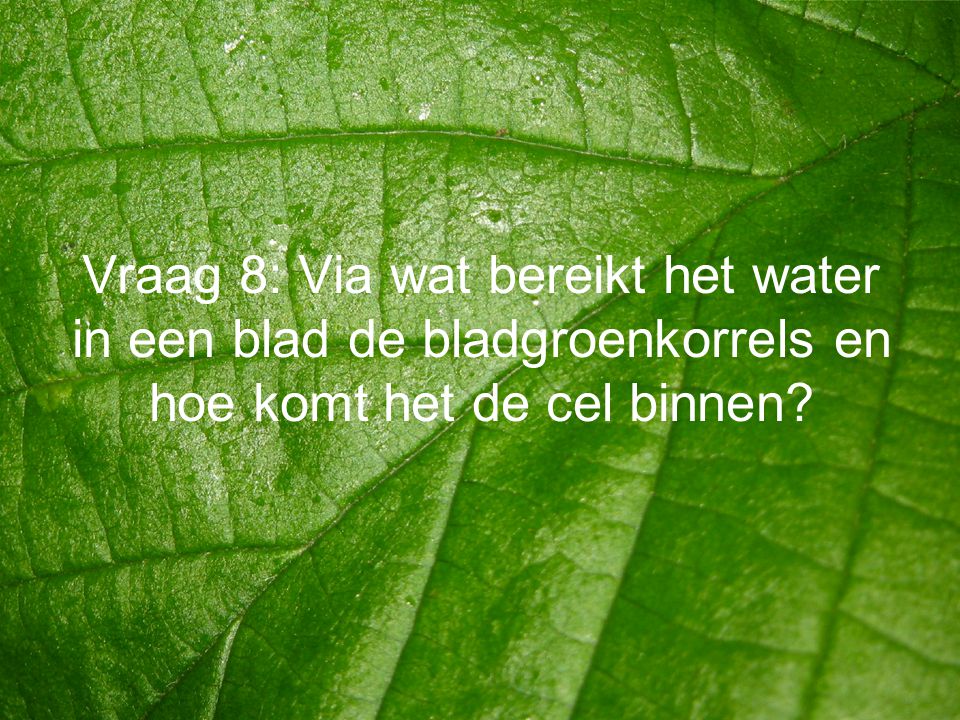 Vraag 8: Via wat bereikt het water in een blad de bladgroenkorrels en hoe komt het de cel binnen