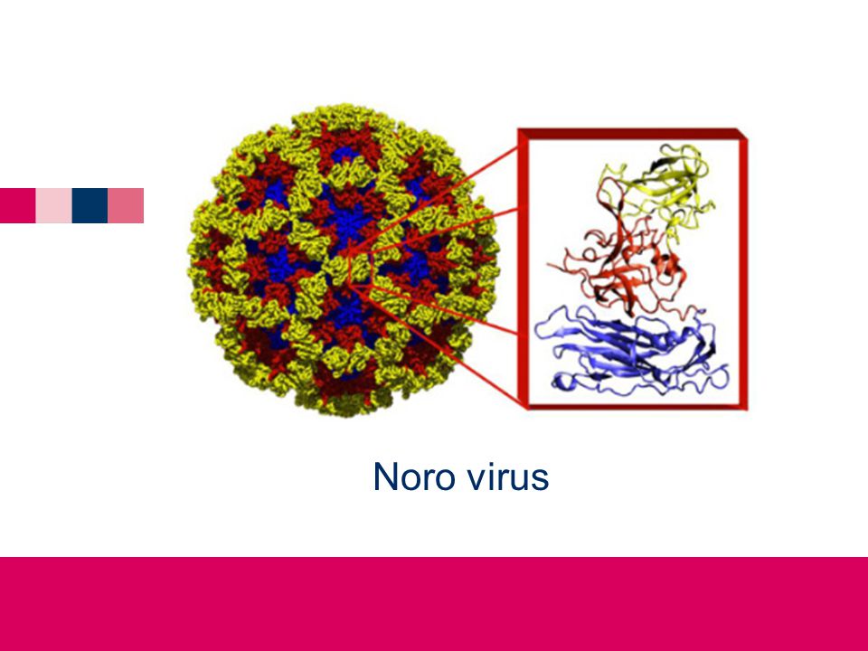 Noro virus