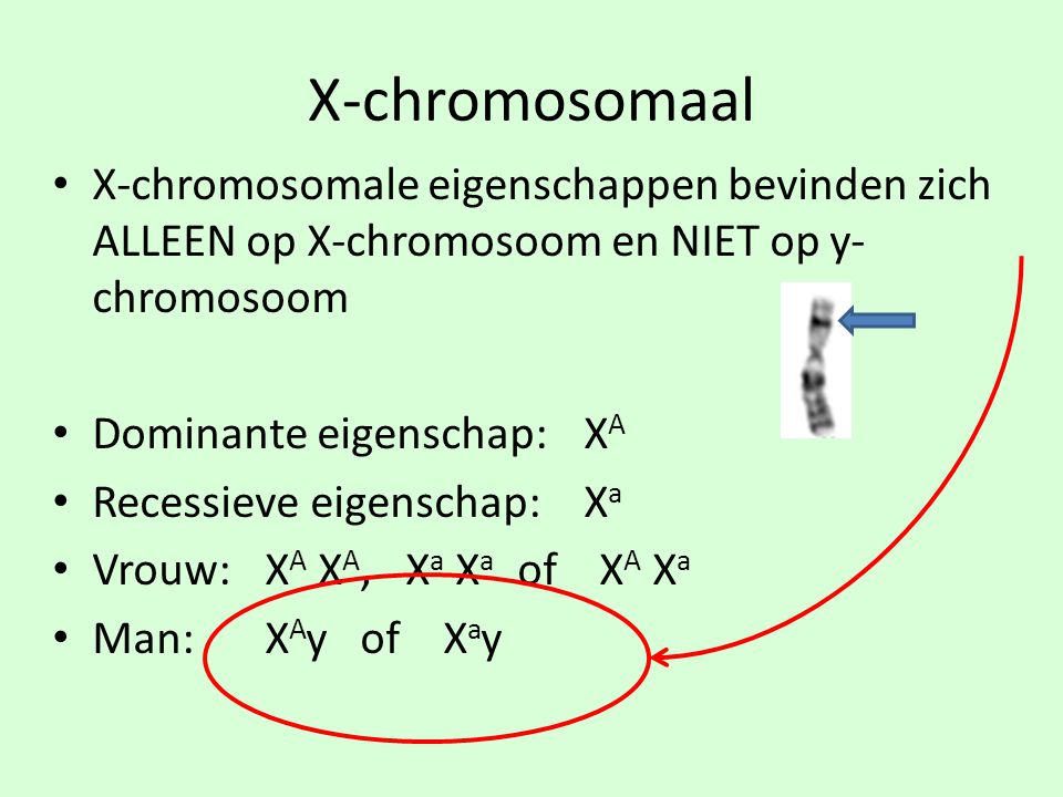X-chromosomaal X-chromosomale eigenschappen bevinden zich ALLEEN op X-chromosoom en NIET op y-chromosoom.