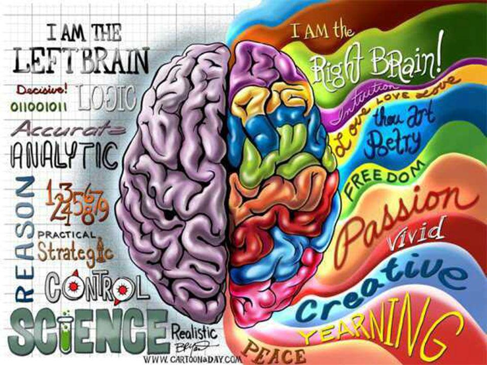 De hersenen/ jouw brein