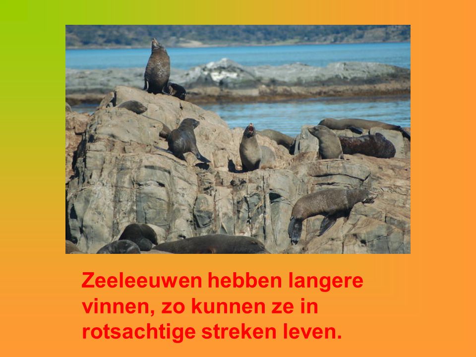 Zeeleeuwen hebben langere vinnen, zo kunnen ze in rotsachtige streken leven.