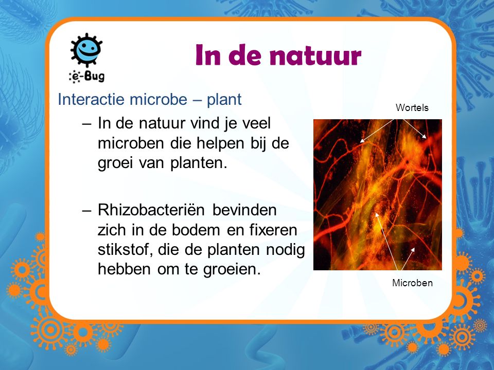 In de natuur Interactie microbe – plant