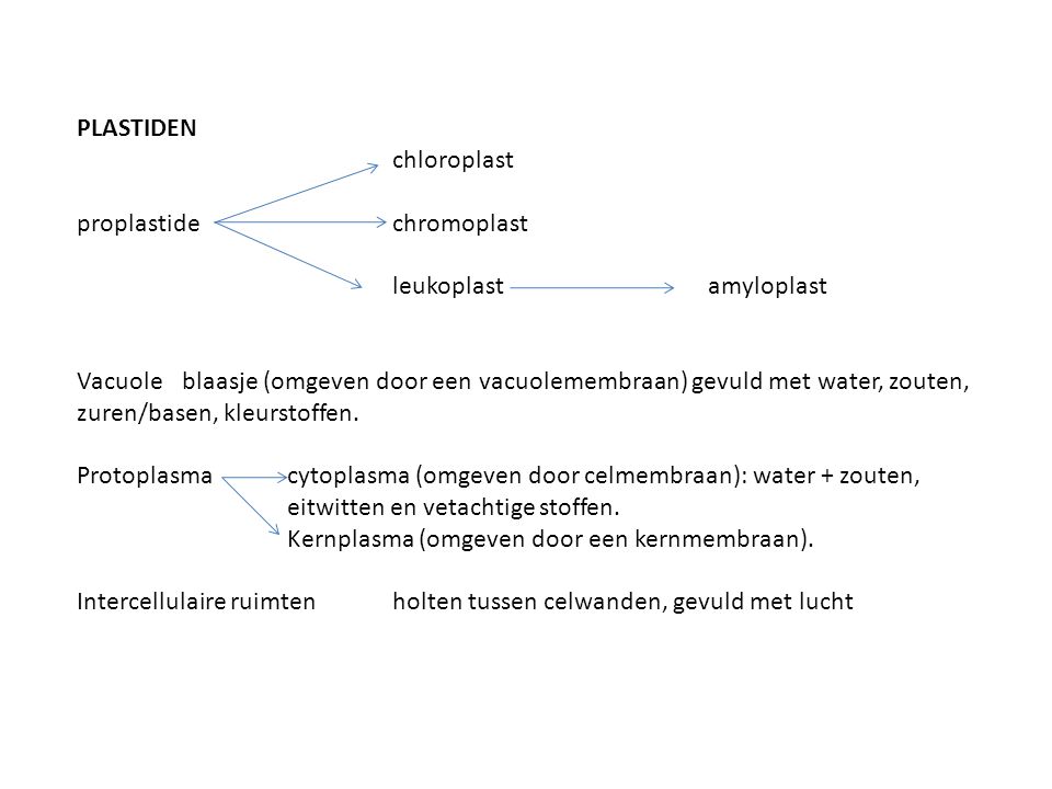 PLASTIDEN chloroplast. proplastide chromoplast. leukoplast amyloplast.