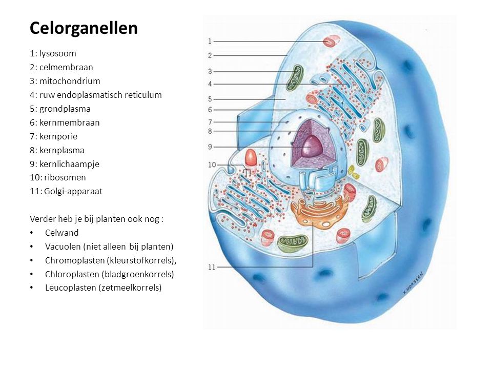 Celorganellen 1: lysosoom 2: celmembraan 3: mitochondrium