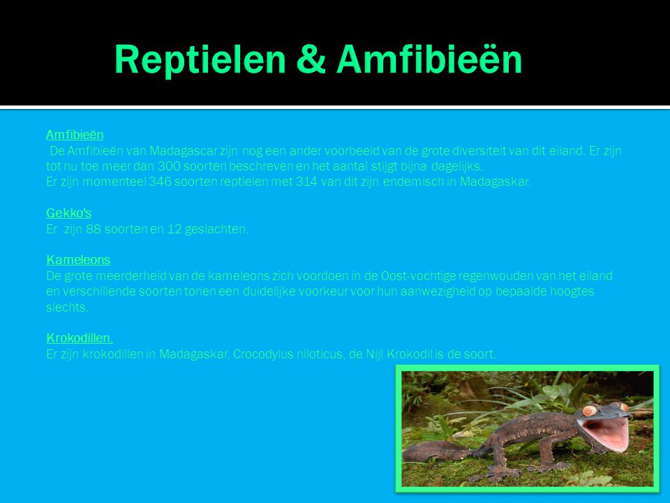 Reptielen & Amfibieën