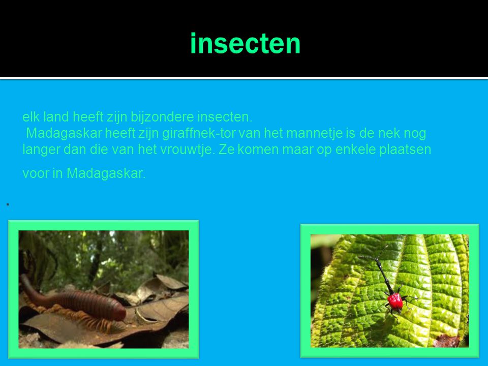 insecten . elk land heeft zijn bijzondere insecten.