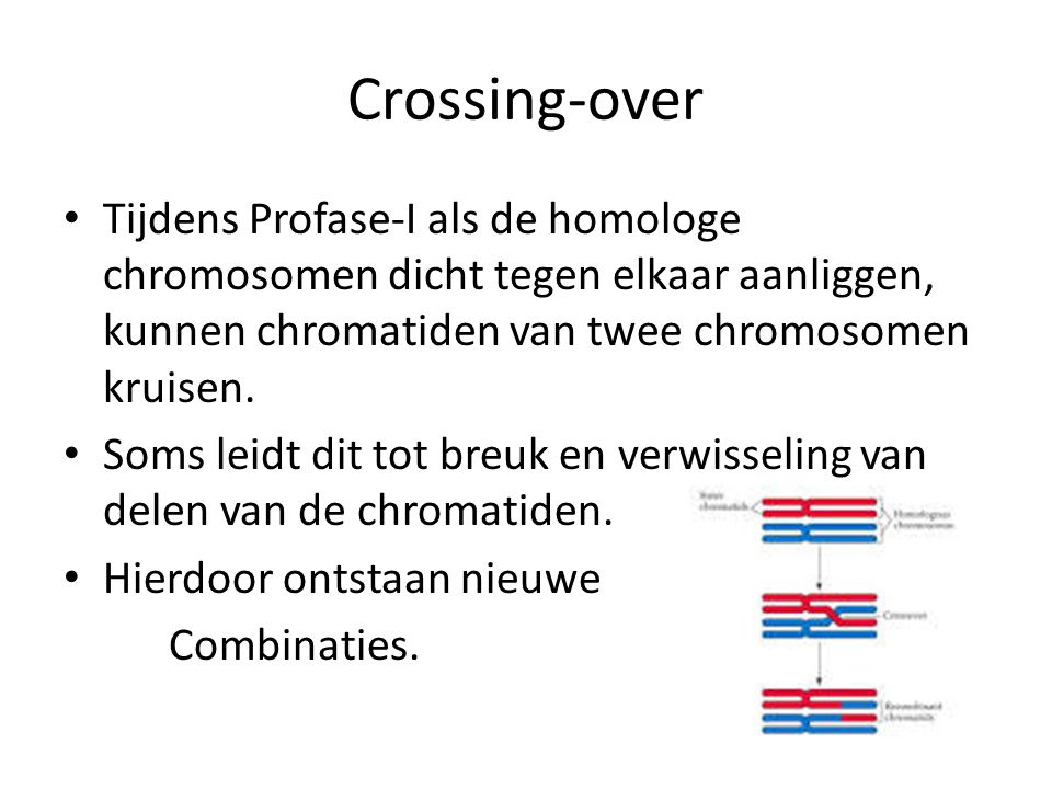 Crossing-over Tijdens Profase-I als de homologe chromosomen dicht tegen elkaar aanliggen, kunnen chromatiden van twee chromosomen kruisen.