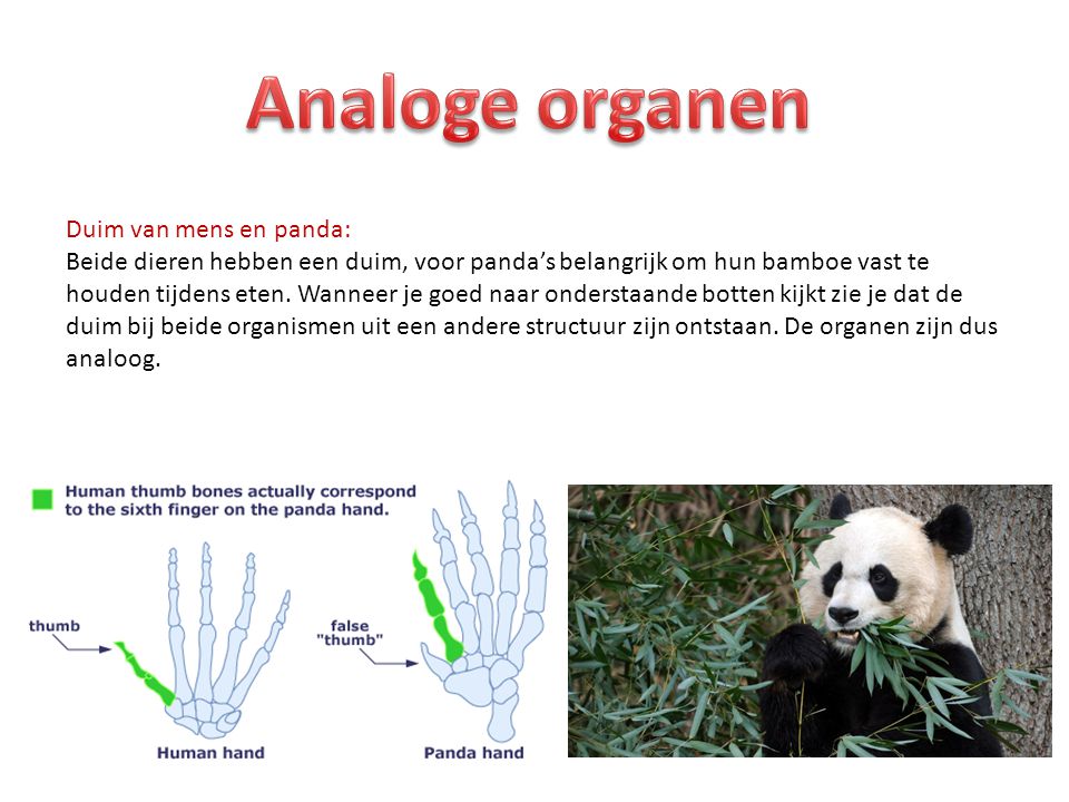 Analoge organen Duim van mens en panda: