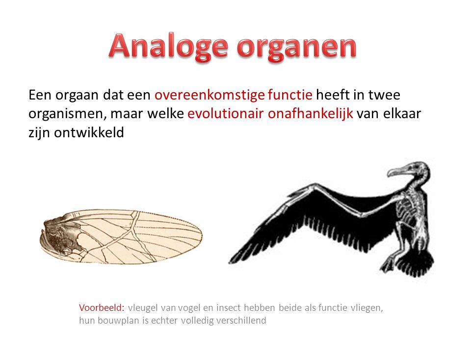 Analoge organen Een orgaan dat een overeenkomstige functie heeft in twee organismen, maar welke evolutionair onafhankelijk van elkaar zijn ontwikkeld.