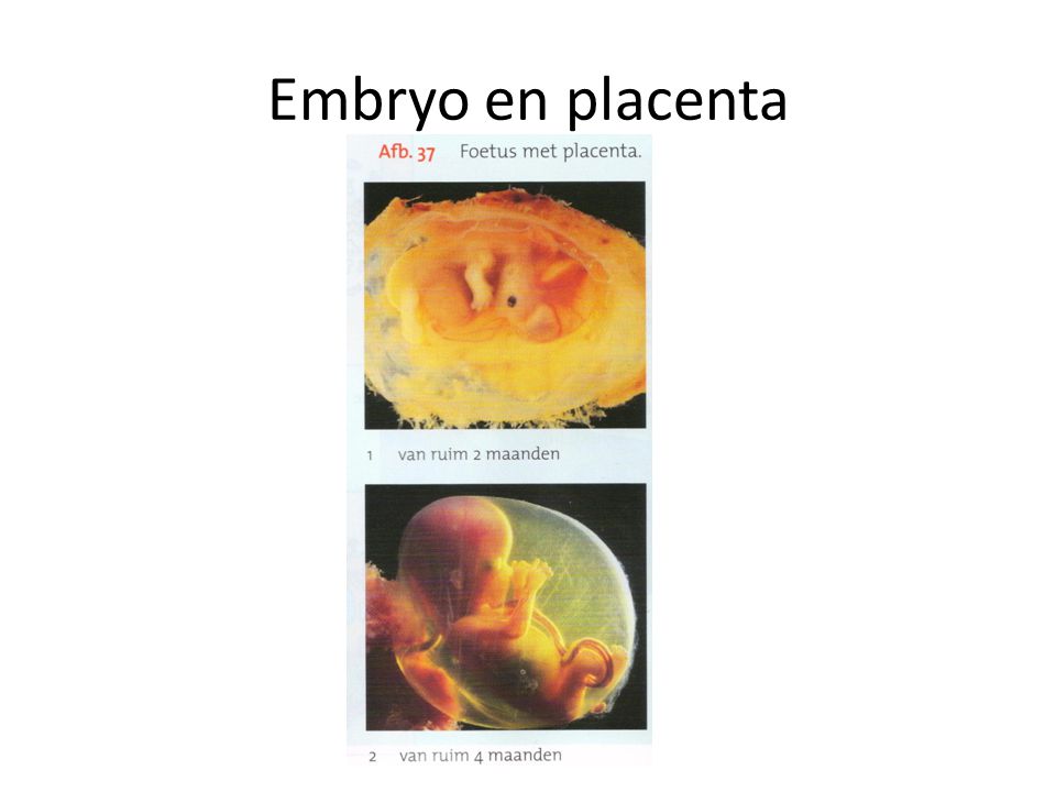 Embryo en placenta