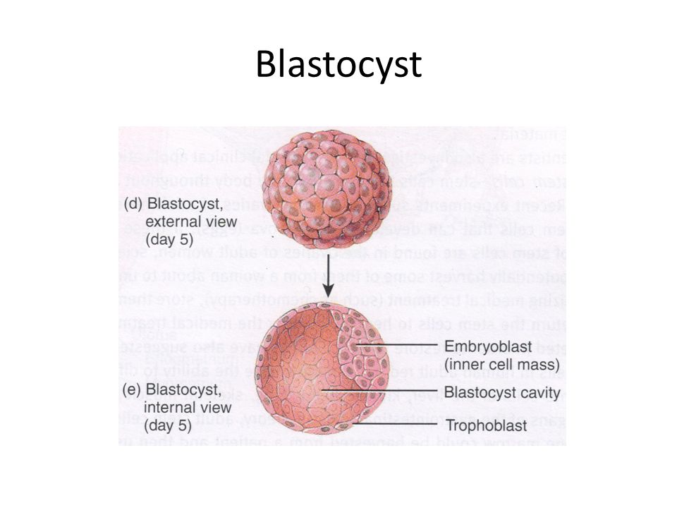 Blastocyst Tortora & Derrickson, Principles of anatomy and physiology 12th, p. 1135