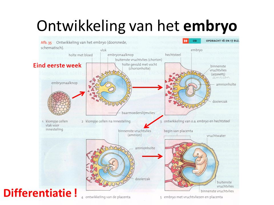 Ontwikkeling van het embryo