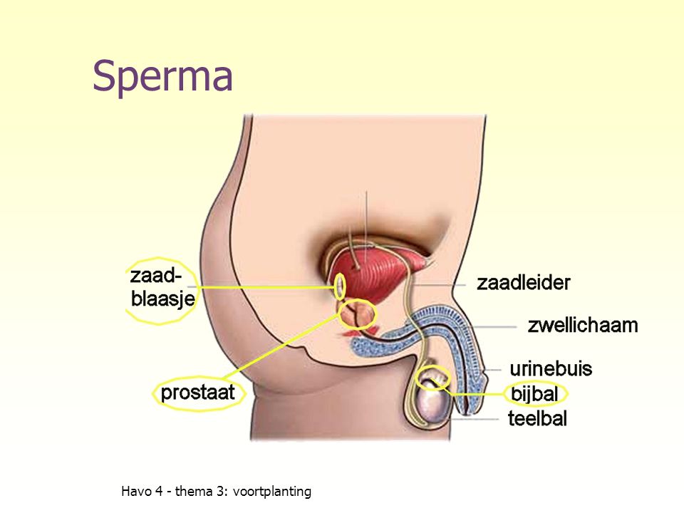 Sperma Havo 4 - thema 3: voortplanting