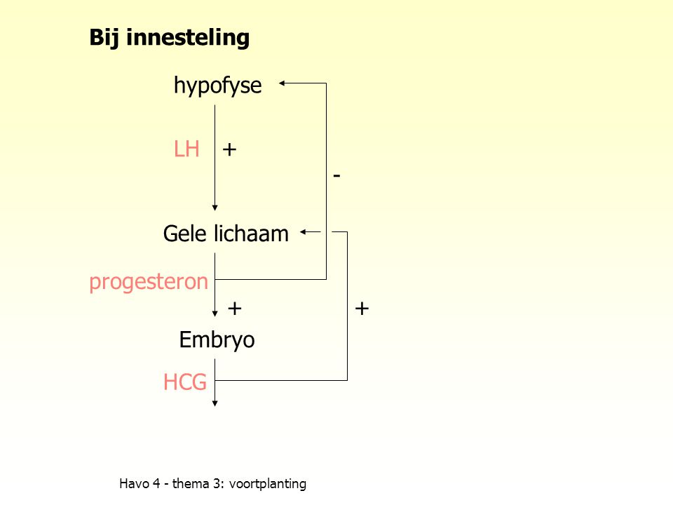 Bij innesteling hypofyse LH + - Gele lichaam progesteron + + Embryo
