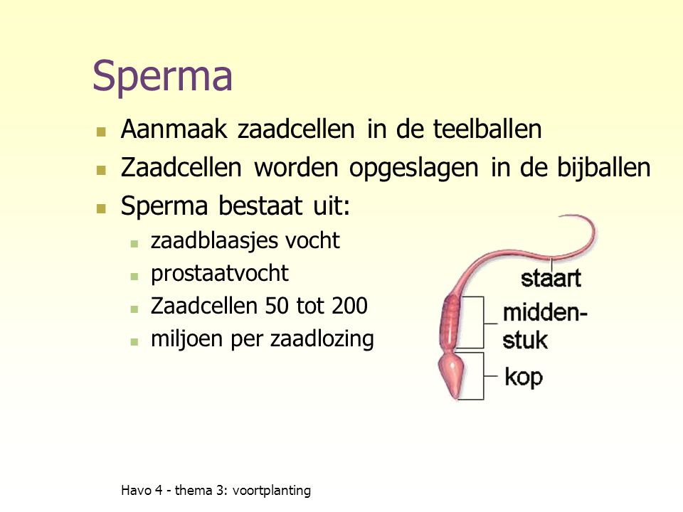 Sperma Aanmaak zaadcellen in de teelballen