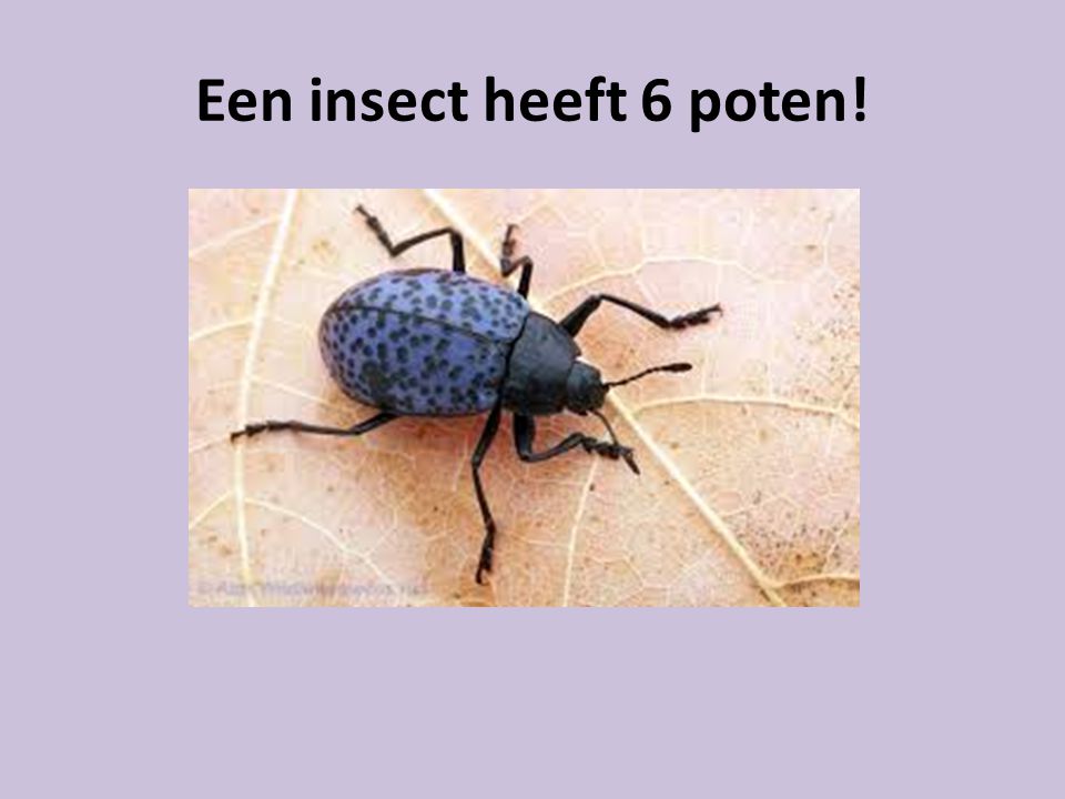 Een insect heeft 6 poten!