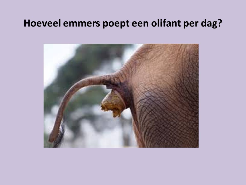 Hoeveel emmers poept een olifant per dag