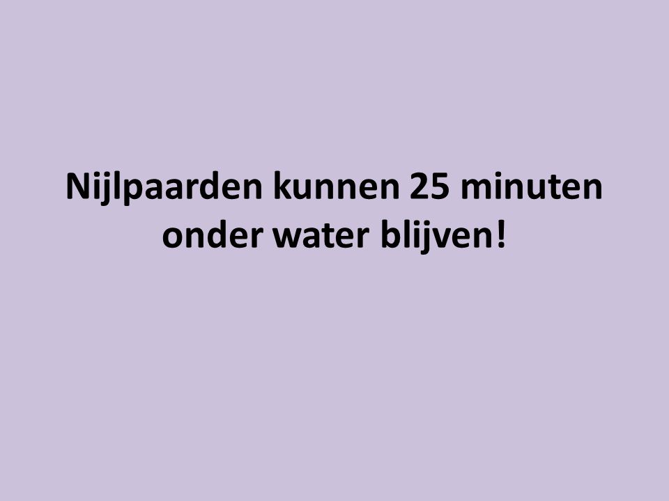 Nijlpaarden kunnen 25 minuten onder water blijven!
