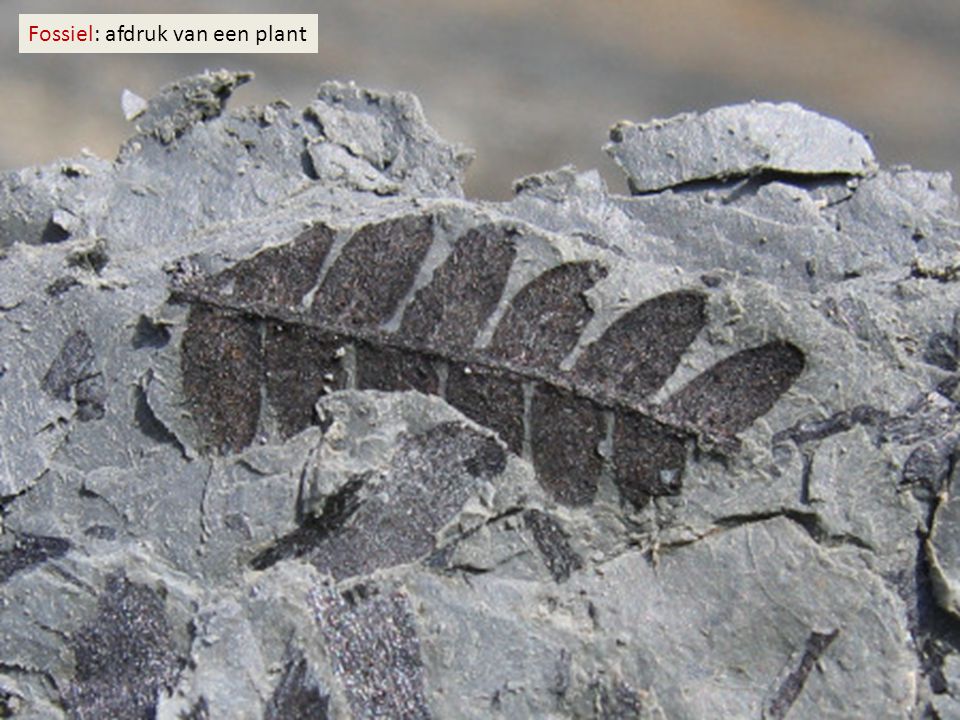 Fossiel: afdruk van een plant