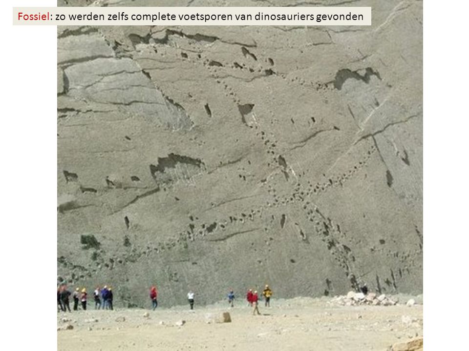 Fossiel: zo werden zelfs complete voetsporen van dinosauriers gevonden