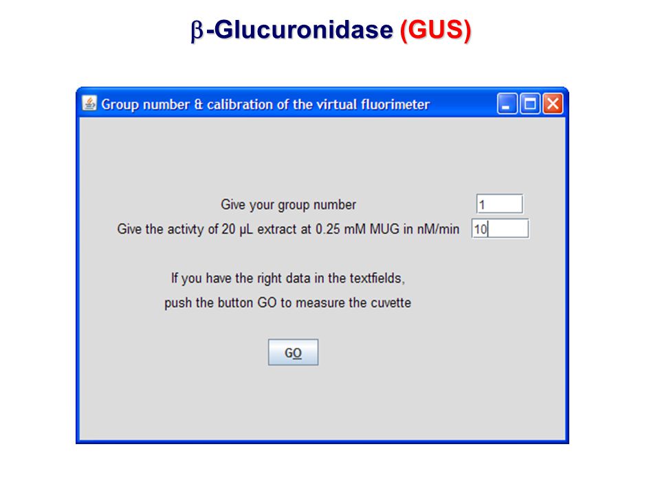 -Glucuronidase (GUS)