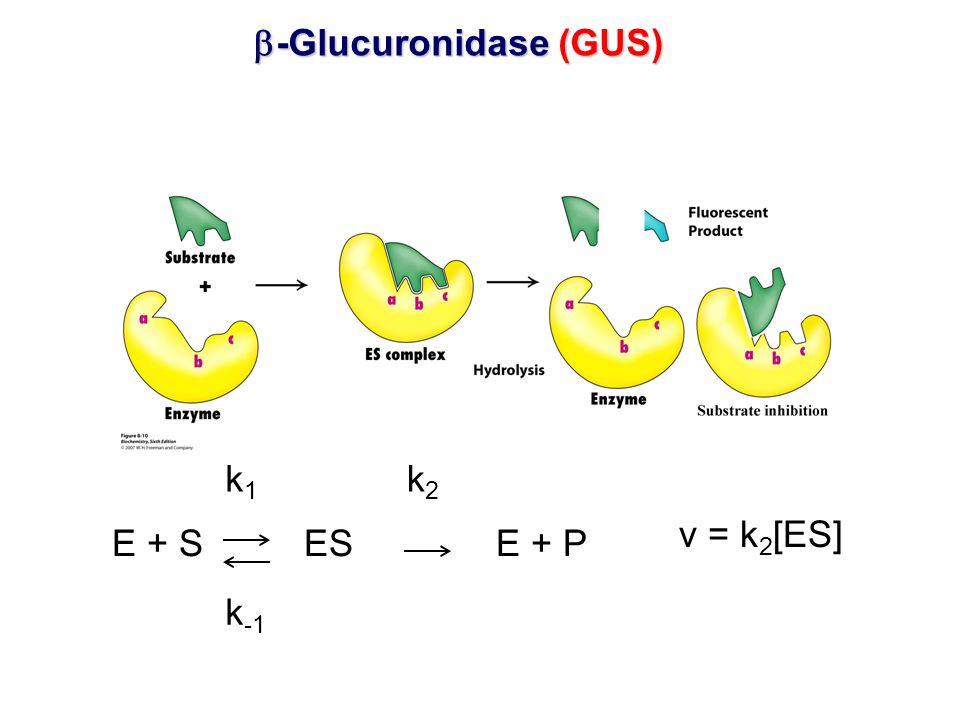 -Glucuronidase (GUS)