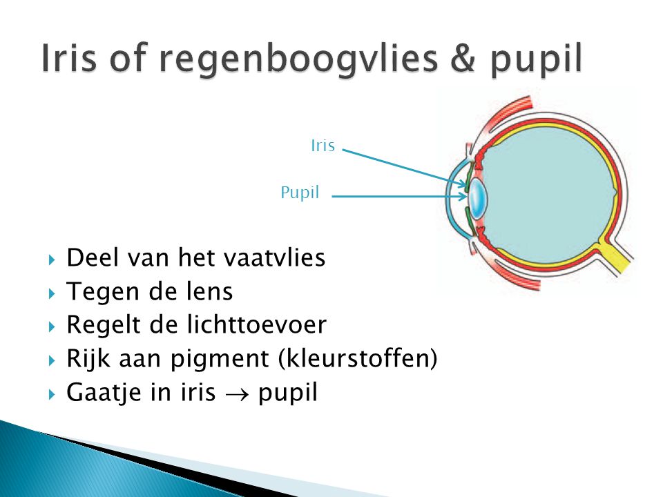 Iris of regenboogvlies & pupil