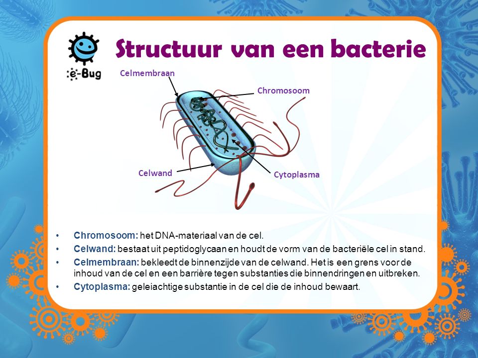 Structuur van een bacterie