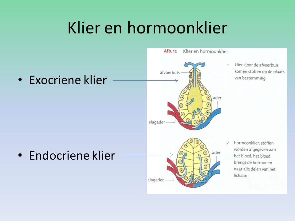Klier en hormoonklier Exocriene klier Endocriene klier