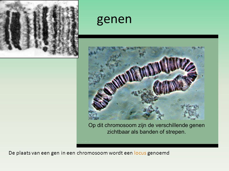 genen De plaats van een gen in een chromosoom wordt een locus genoemd