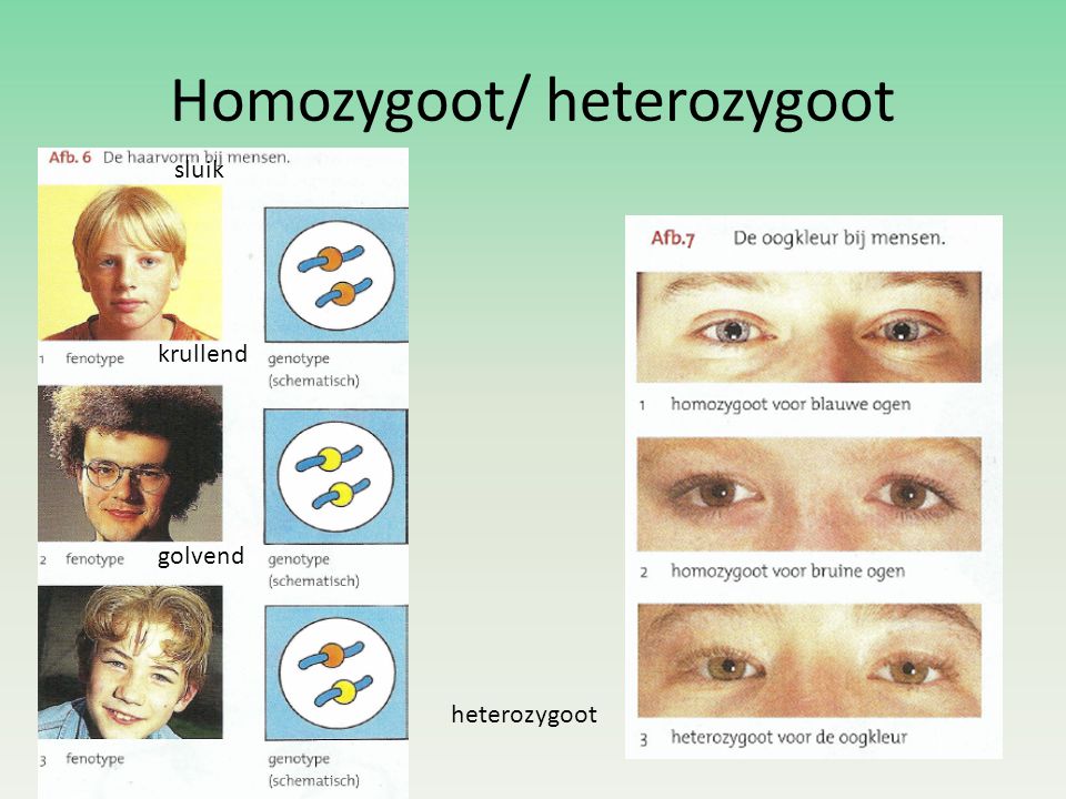 Homozygoot/ heterozygoot