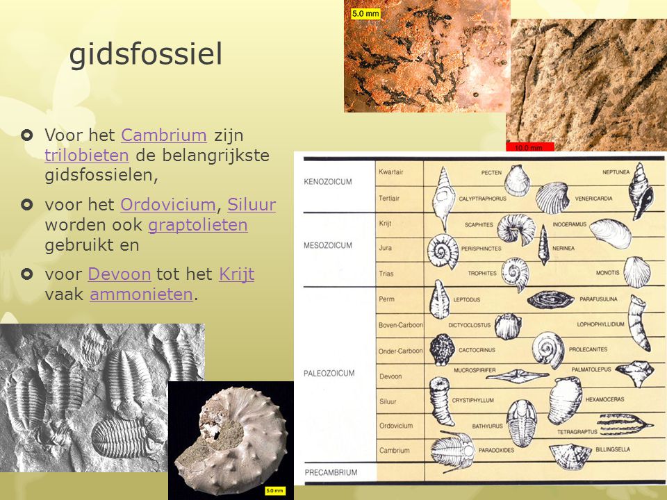 gidsfossiel Voor het Cambrium zijn trilobieten de belangrijkste gidsfossielen, voor het Ordovicium, Siluur worden ook graptolieten gebruikt en.