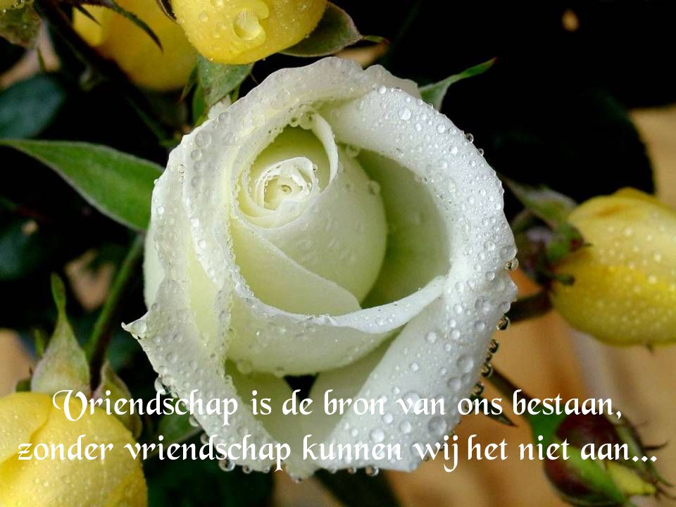 Vriendschap is de bron van ons bestaan, zonder vriendschap kunnen wij het niet aan...