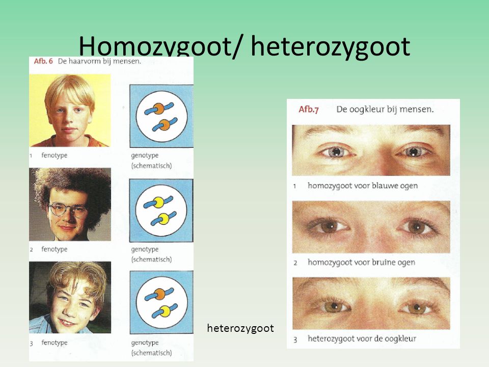 Homozygoot/ heterozygoot