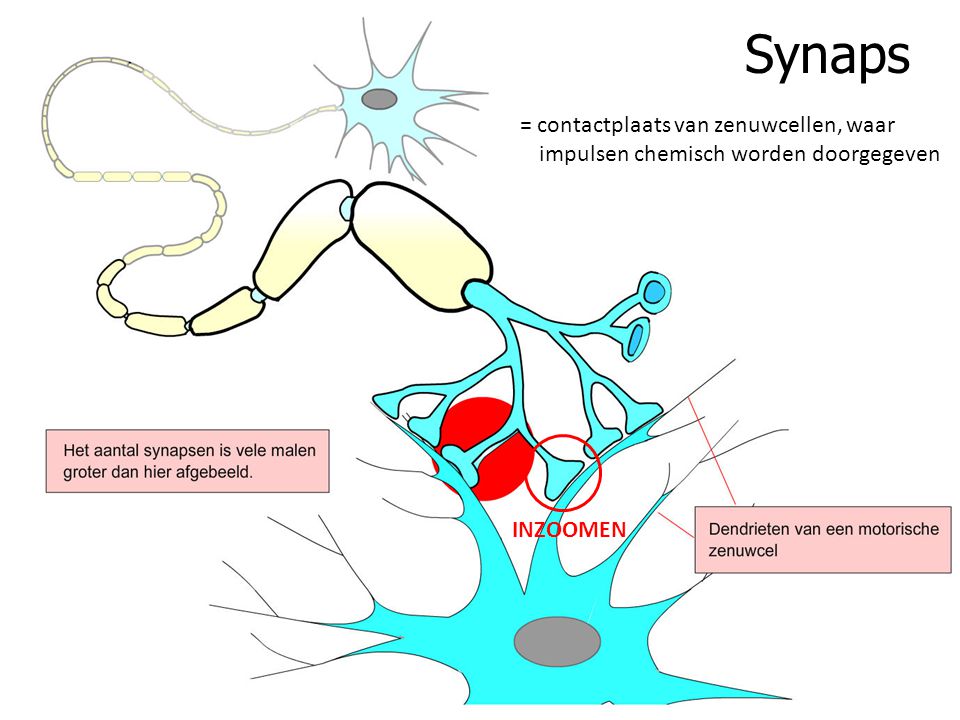 Synaps = contactplaats van zenuwcellen, waar impulsen chemisch worden doorgegeven INZOOMEN