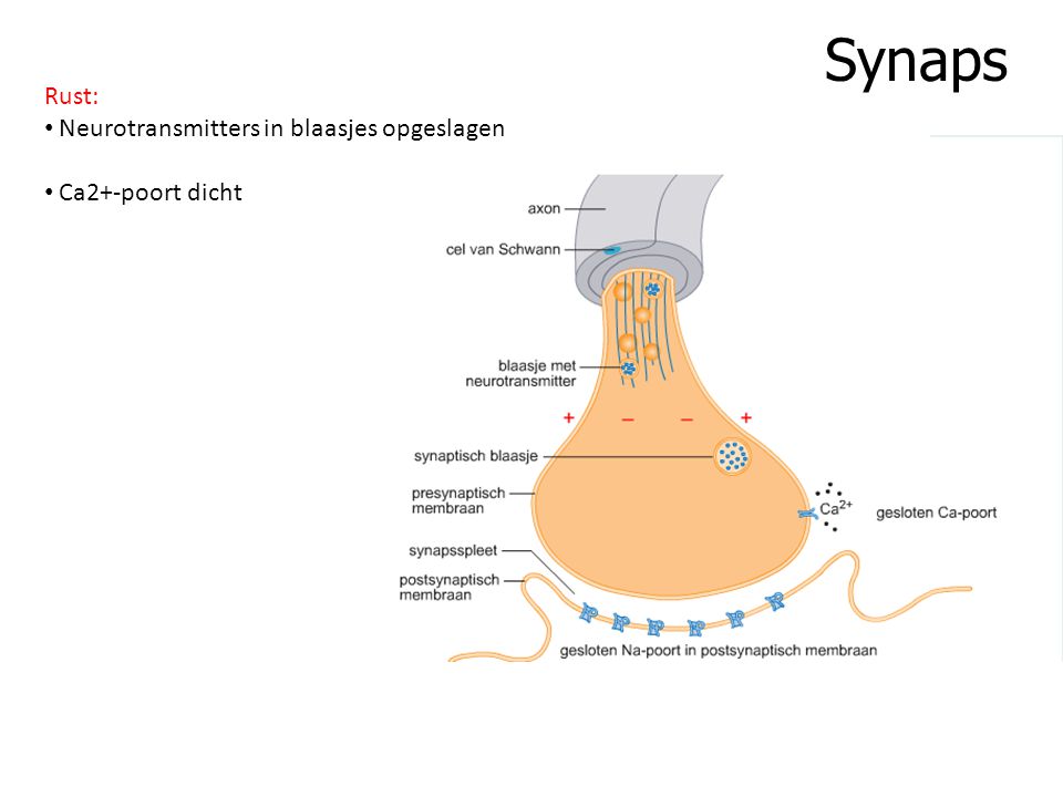 Synaps Rust: Neurotransmitters in blaasjes opgeslagen Ca2+-poort dicht